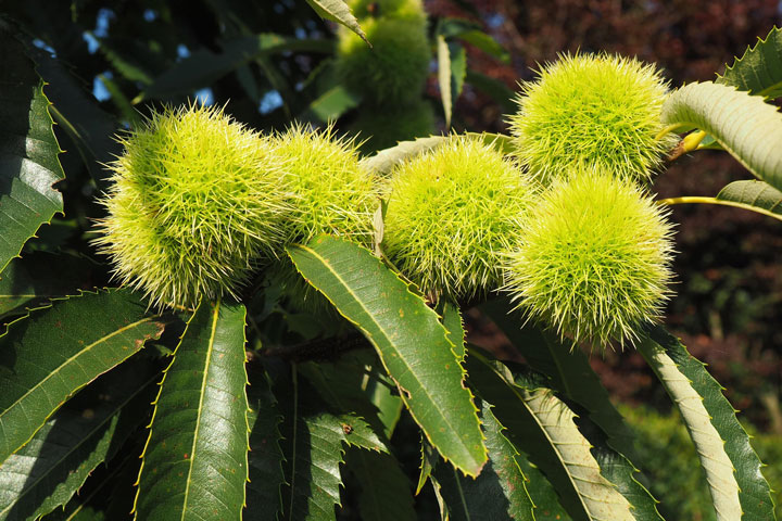 Edelkastanie Marroni