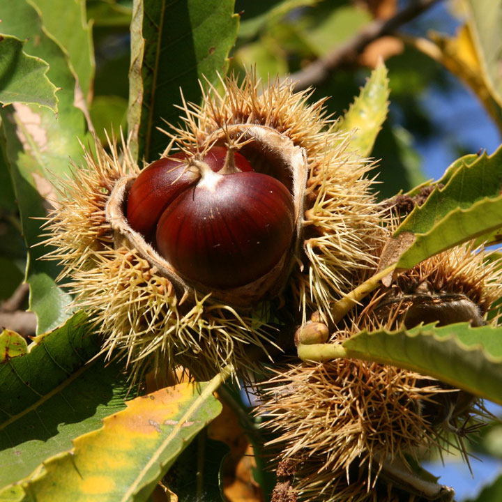 Edelkastanie Marroni