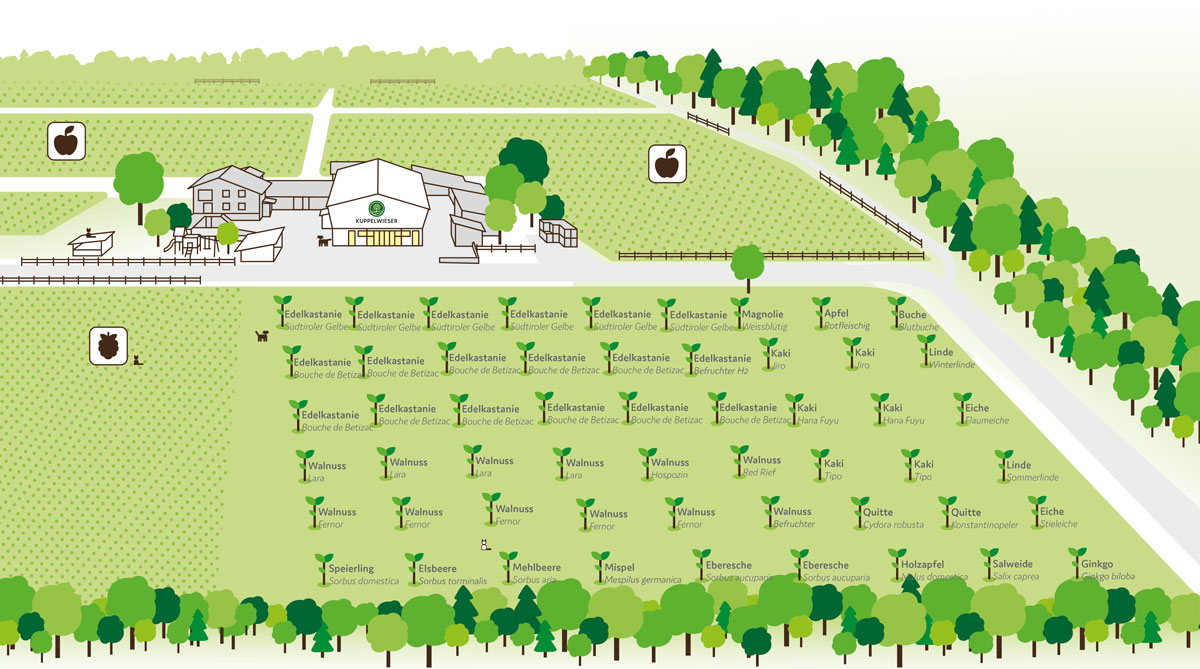 Pflanzplan Kuppelwieser Hochstamm Wiese