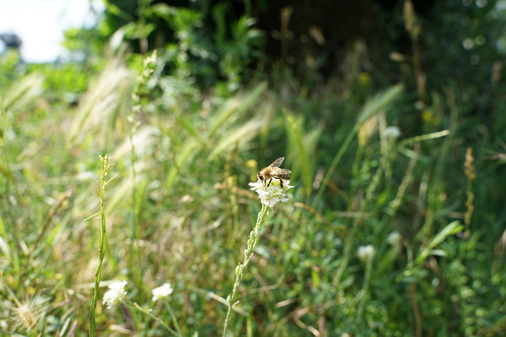 Extensive Wiese Biene