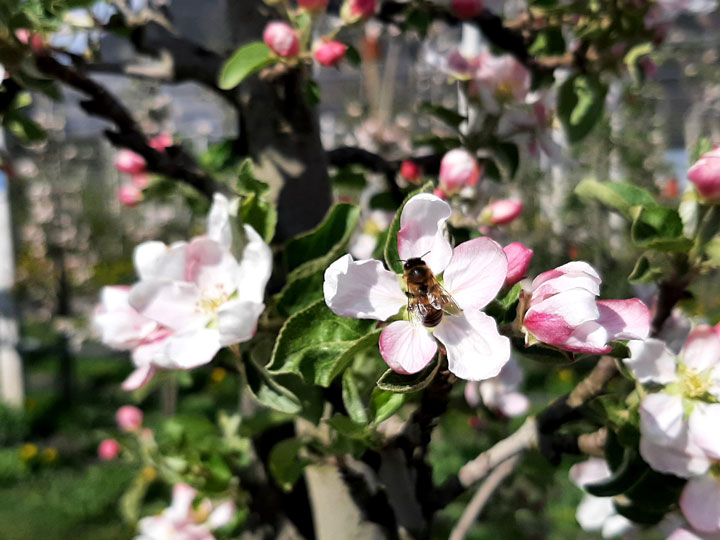 Apfel Blüte mit Biene