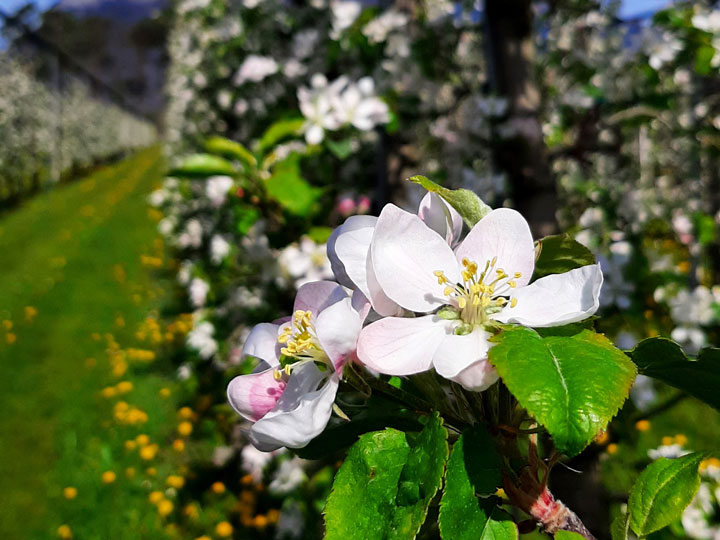 Apfel Blüte