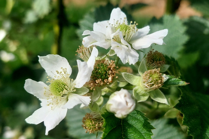 Brombeeren Blüte