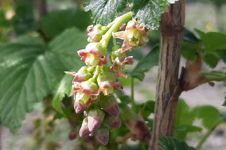Cassis Schwarze Johannisbeere Blüte