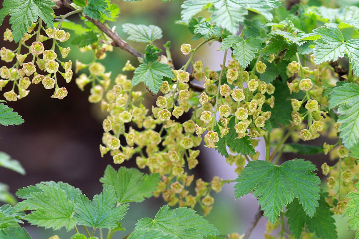 Rote Johannisbeeren Blüte
