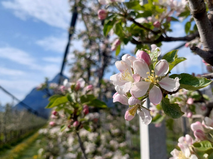 Apfel Blüte