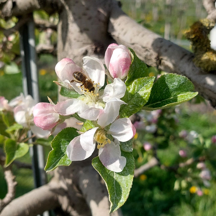 Apfel Blüte mit Biene