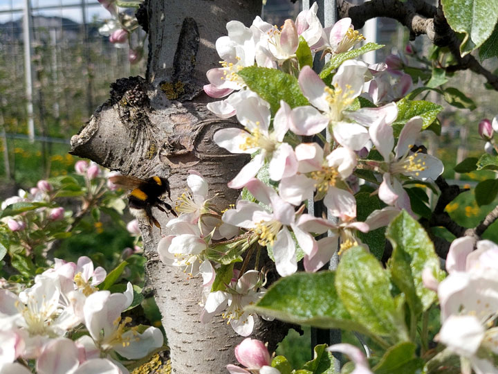 Apfel Blüte mit Hummel