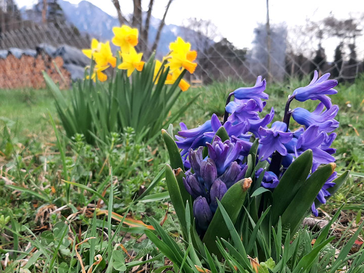 Kuppelwieser Frühling Blumen Hyazinthe