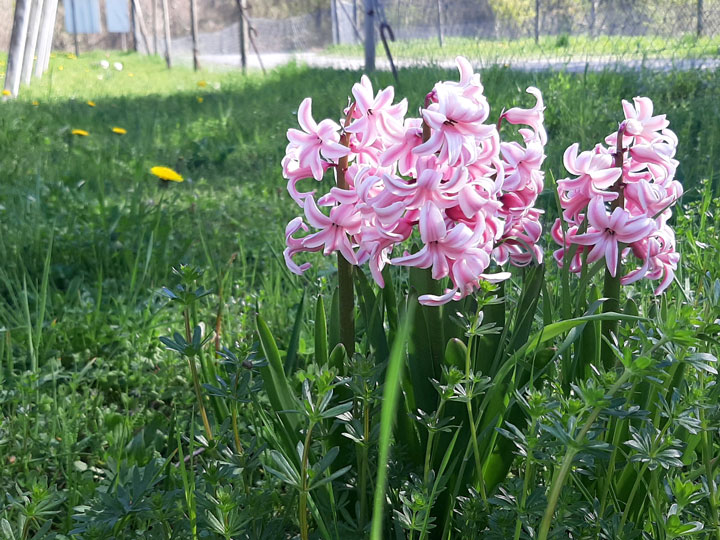 Kuppelwieser Frühling Blumen Hyazinthe