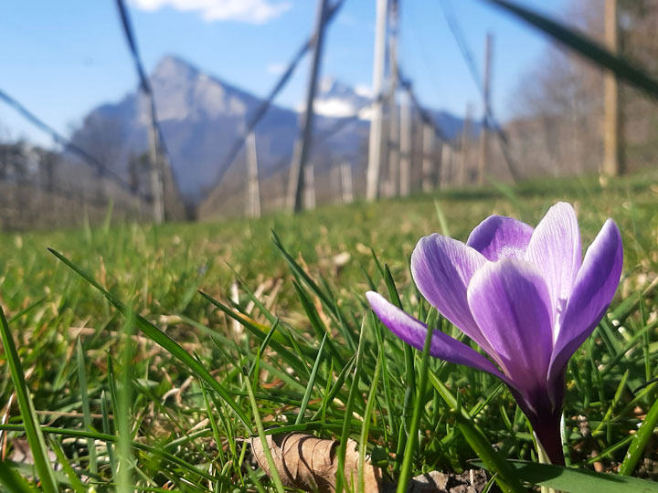 Kuppelwieser Frühling Blumen Krokus