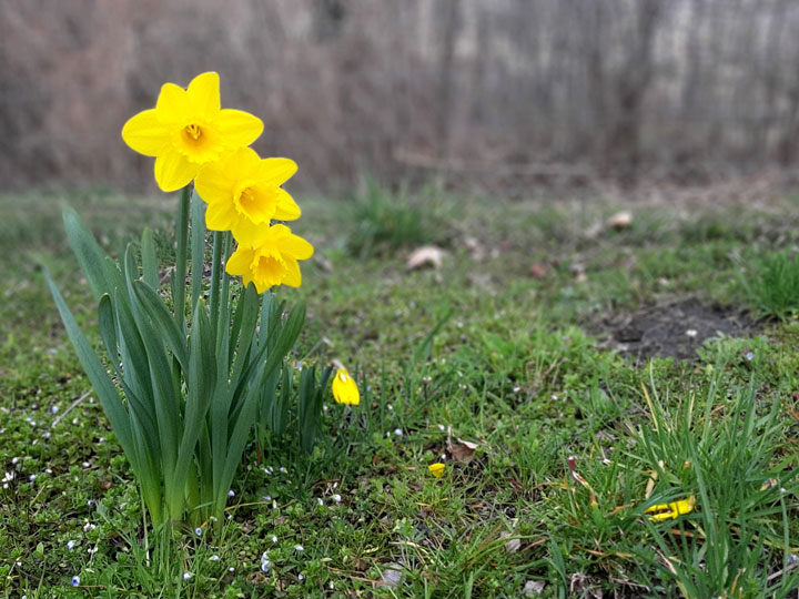 Kuppelwieser Frühling Blumen Osterglocken