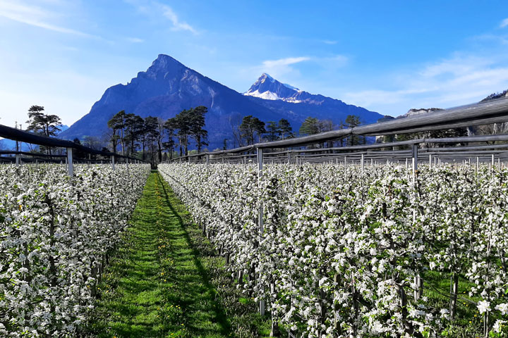 Kuppelwieser Apfelplantage in Vollblüte