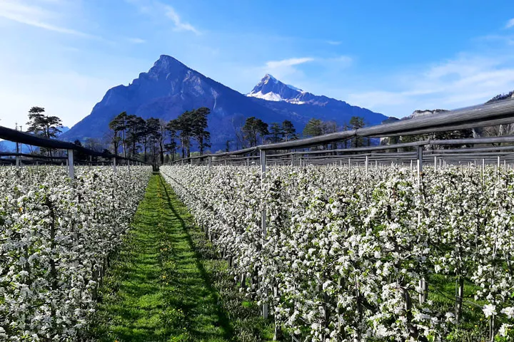 Kuppelwieser Apfelplantage in Vollblüte