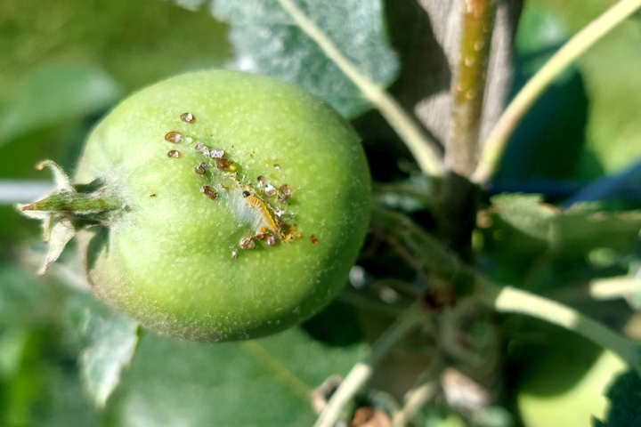 Fruchtschalenwickler