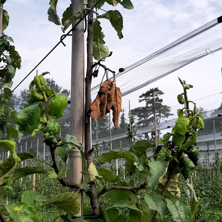 Feuerbrand