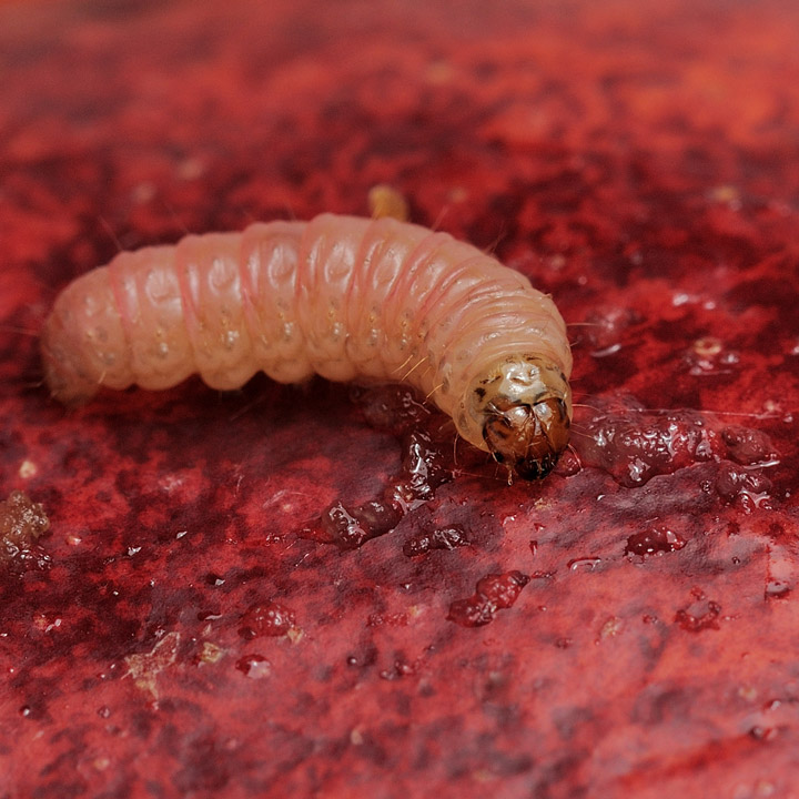Apfelwickler Larve Raupe