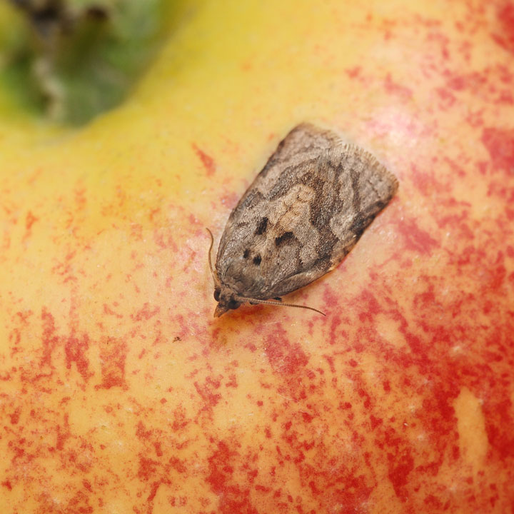 Fruchtschalenwickler