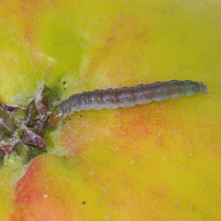 Fruchtschalenwickler Larve Raupe