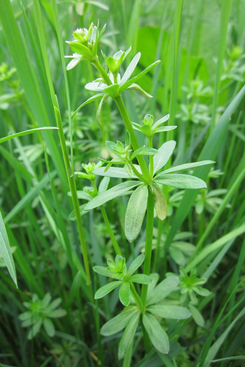 Wiesenlabkraut
