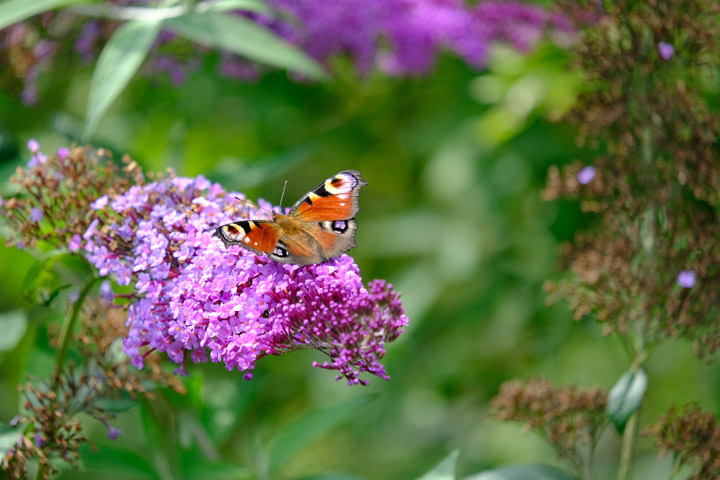 Schmetterling Pfauenauge auf Sommerflieder