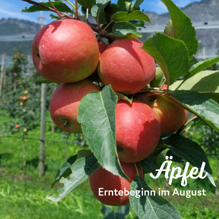 Erntebeginn Kuppelwieser Äpfel