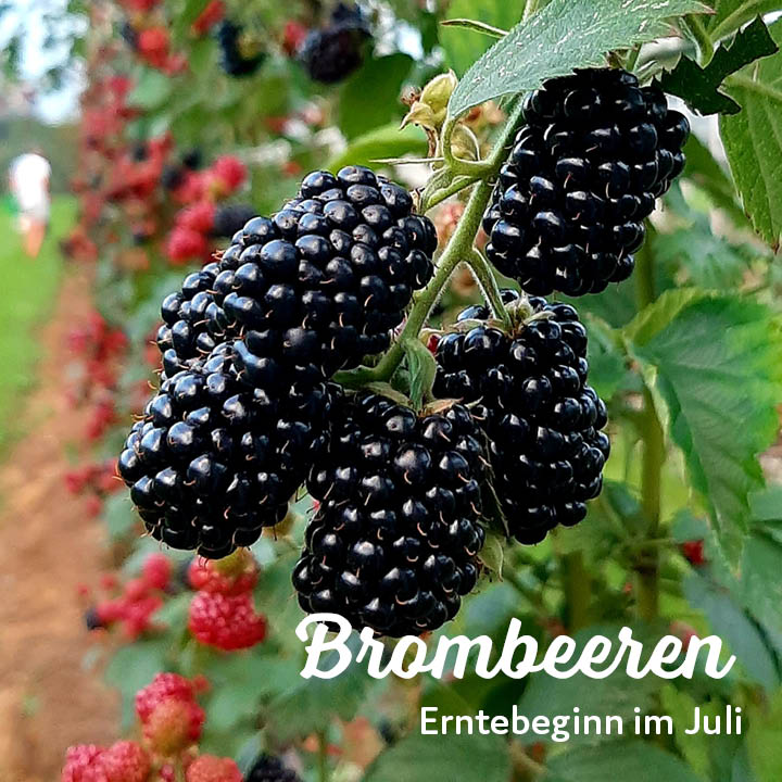 Erntebeginn Kuppelwieser Brombeeren