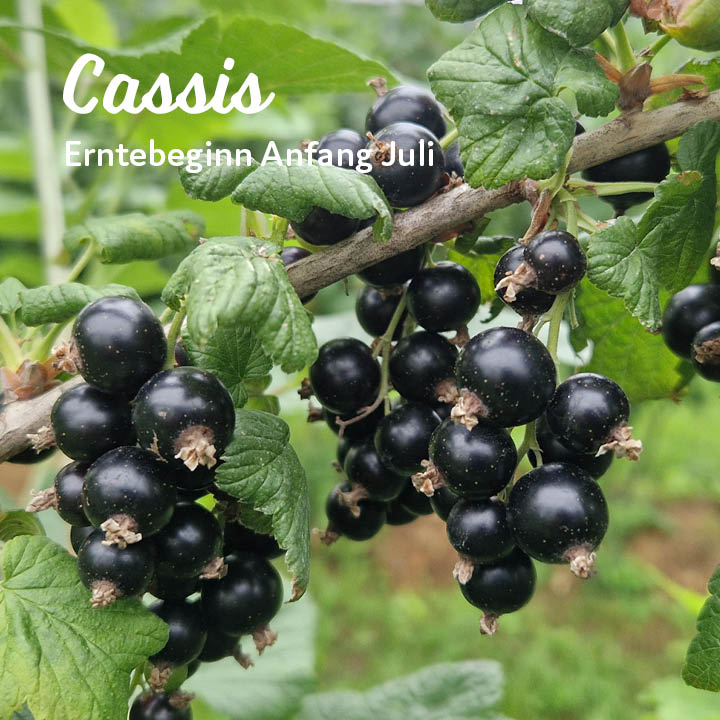 Erntebeginn Kuppelwieser Cassis