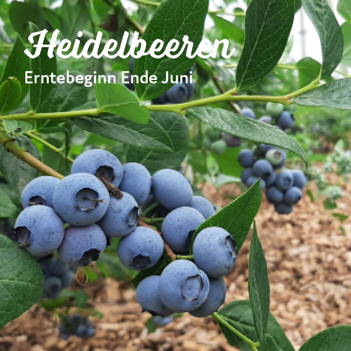 Erntebeginn Kuppelwieser Heidelbeeren