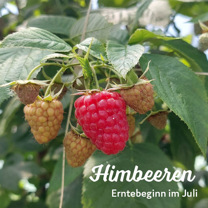 Erntebeginn Kuppelwieser Himbeeren