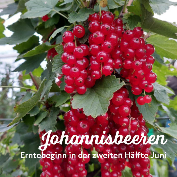 Erntebeginn Kuppelwieser Johannisbeeren