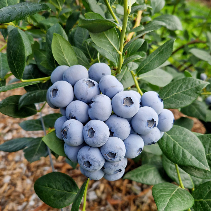 Kuppelwieser Heidelbeeren