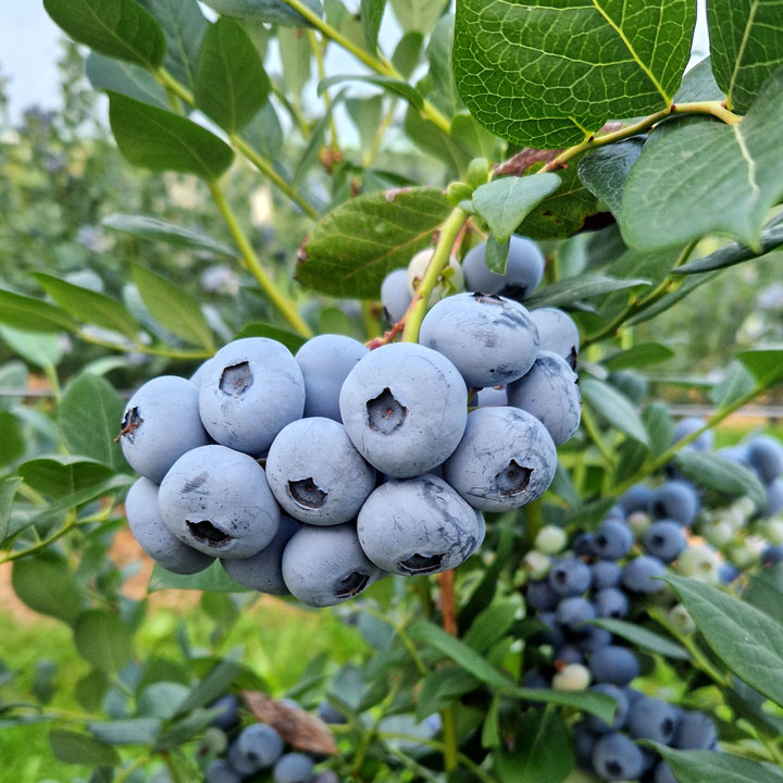 Kuppelwieser Heidelbeeren