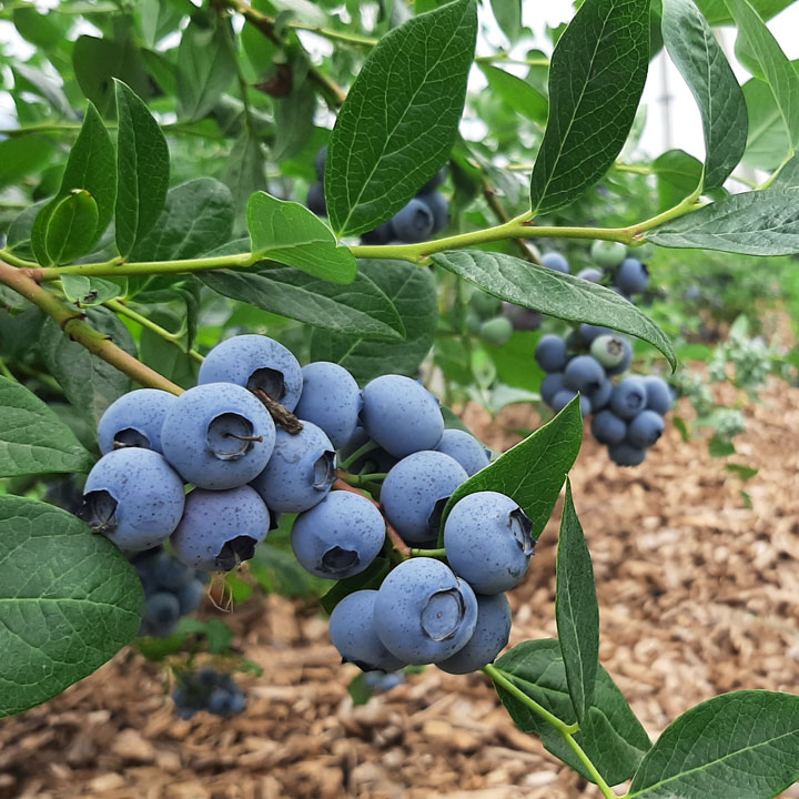 Kuppelwieser Heidelbeeren
