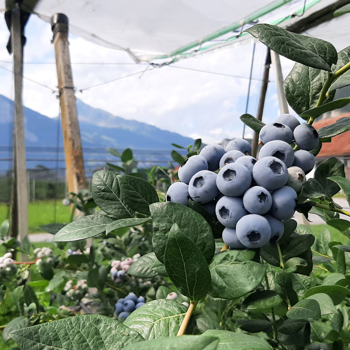 Kuppelwieser Heidelbeeren