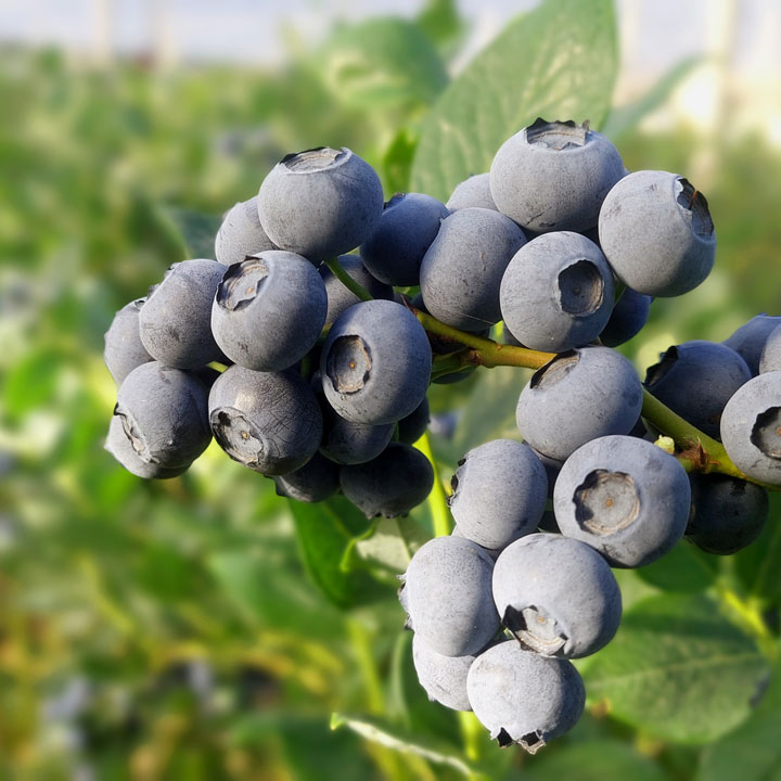 Kuppelwieser Heidelbeeren