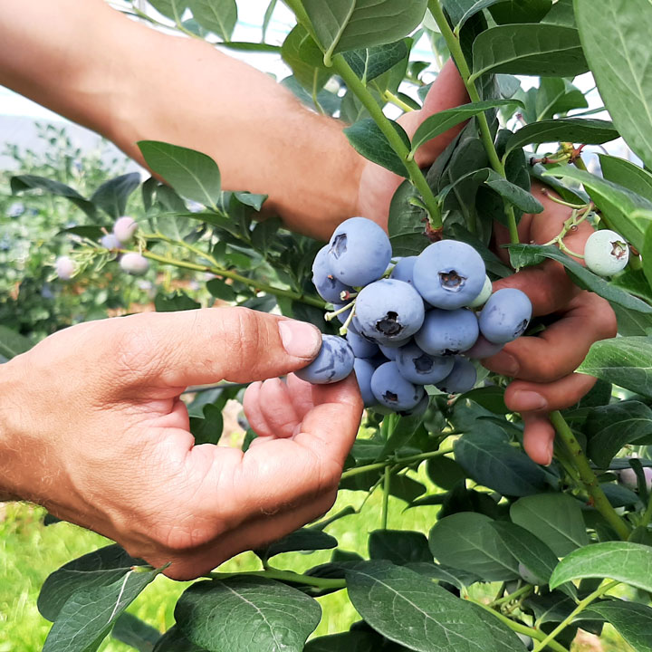 Kuppelwieser Heidelbeeren pflücken ernten
