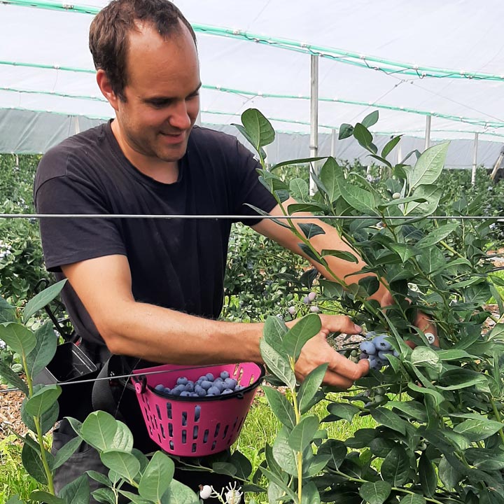 Kuppelwieser Heidelbeeren pflücken ernten