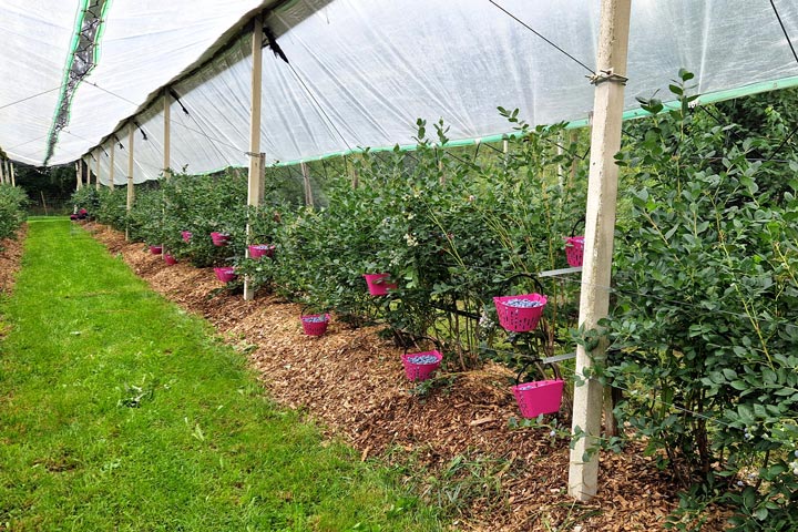 Kuppelwieser Heidelbeeren pflücken ernten
