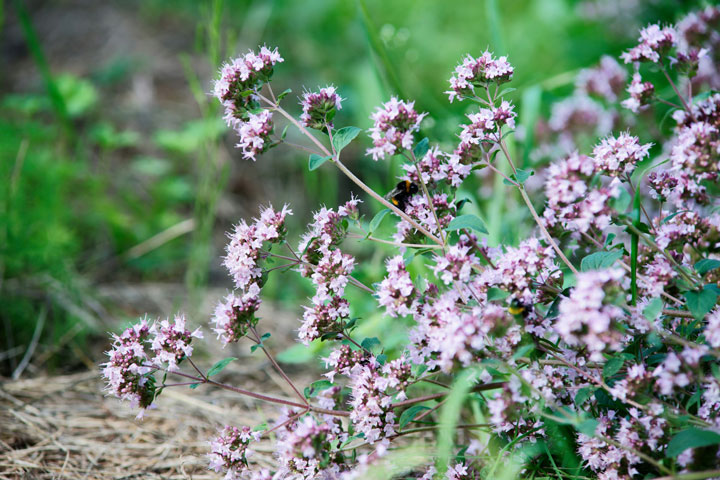 Gewöhnlicher Dost Wilder Oregano Majoran