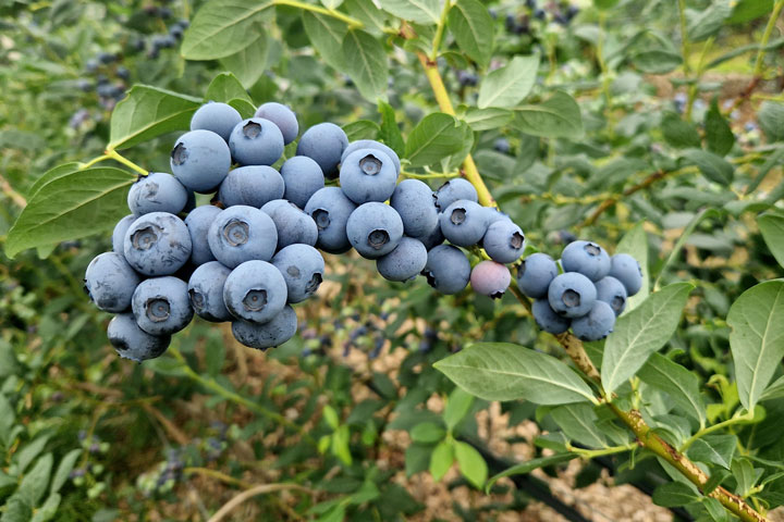 Kuppelwieser Heidelbeeren