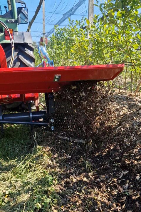 Heidelbeeren Damm jäten Unkrautregulierung