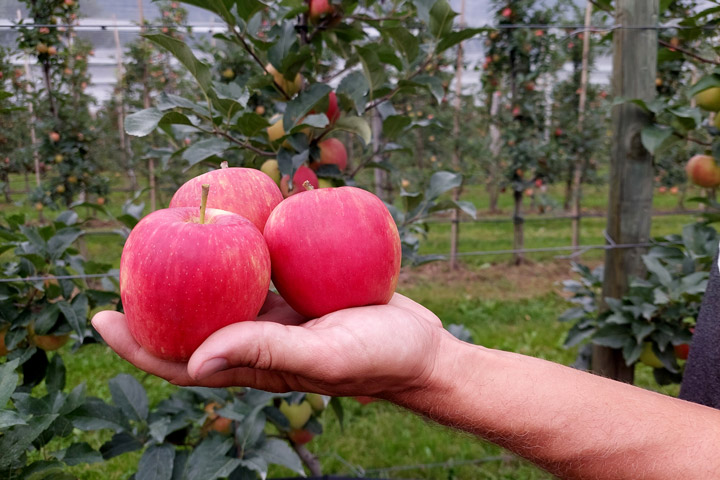 Kuppelwieser Apfel Sissired