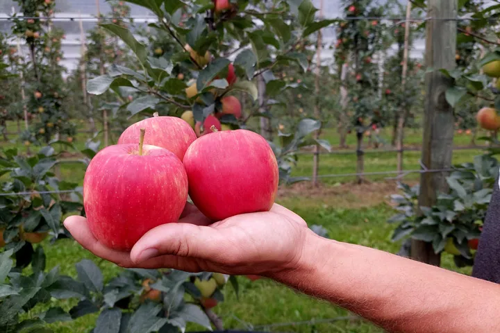 Kuppelwieser Apfel Sissired