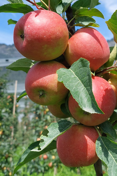 Kuppelwieser Apfel Sissired