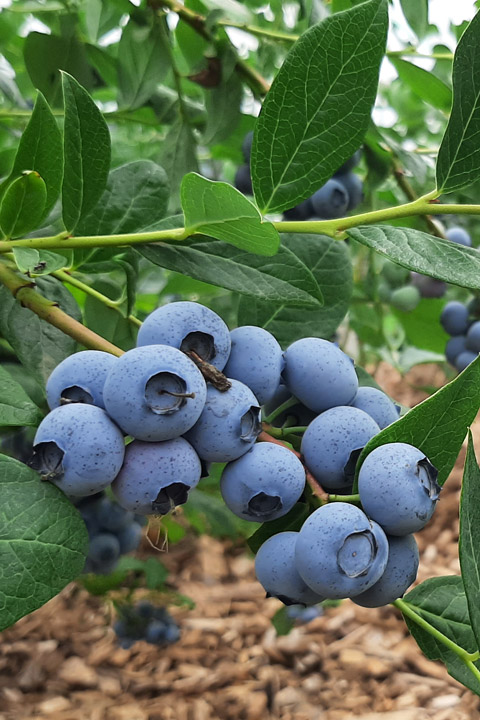 Kuppelwieser Heidelbeeren
