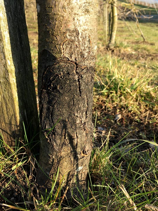 Apfelbaum Stamm Rinde Schwarzer Rindenbrand