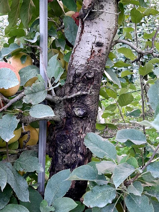 Apfelbaum Stamm Rinde Schwarzer Rindenbrand