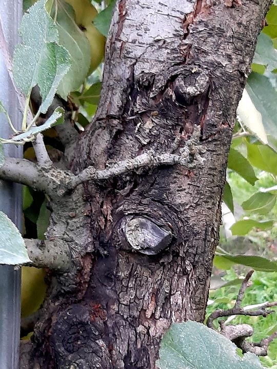 Apfelbaum Stamm Rinde Schwarzer Rindenbrand