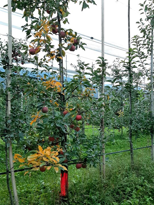 Apfelbaum Kragenfäule